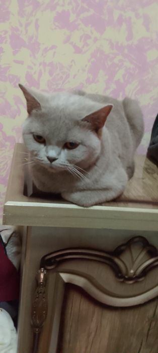 Продаю кошку британская кошка