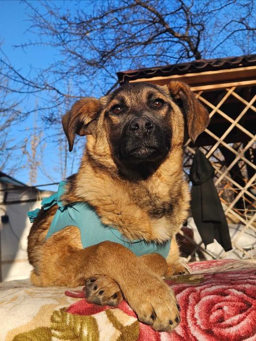 Отдадим щенков в хорошие руки