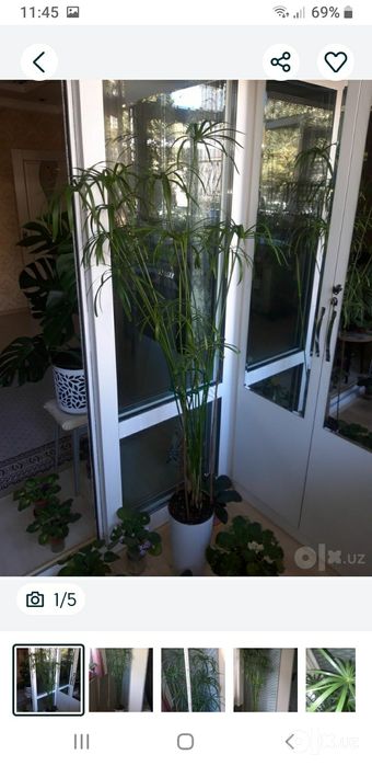 Элитный огромный Ципериус 1,80м с горшком кашпо для дома и офиса!