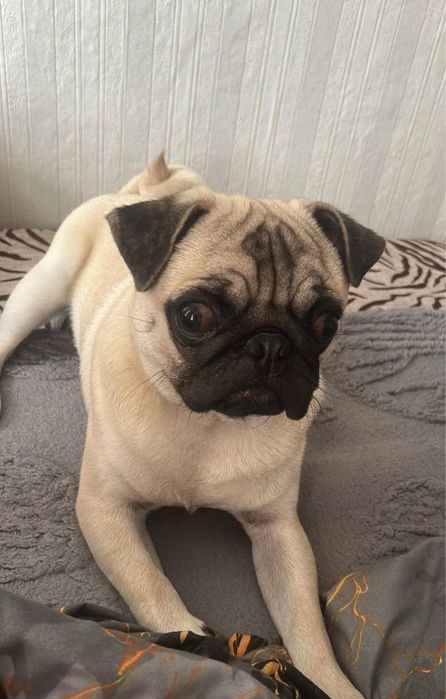 Срочно продам мопса