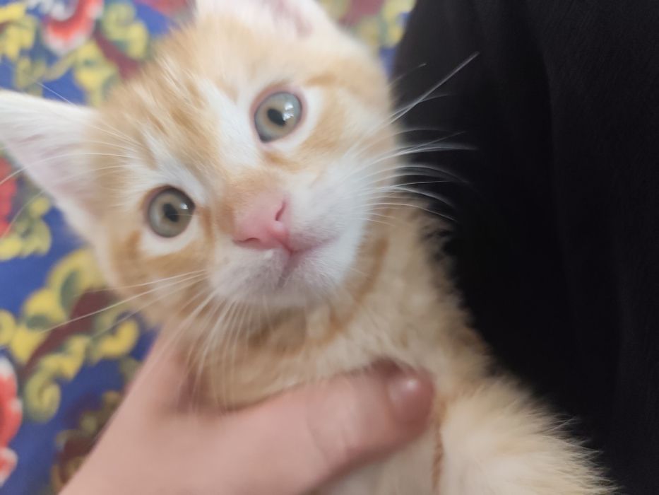 Mushuklar hadyaga beriladi