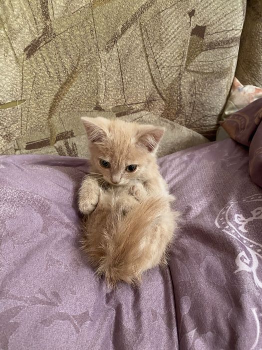 Отдаю котят в добрые руки