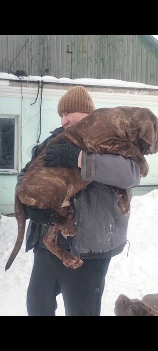 Высокопородные щенки мастино наполитано