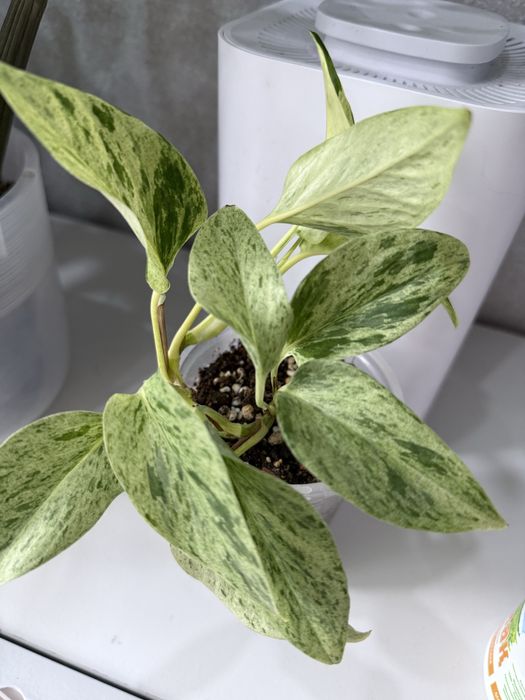 Эаипремнум марбл квин