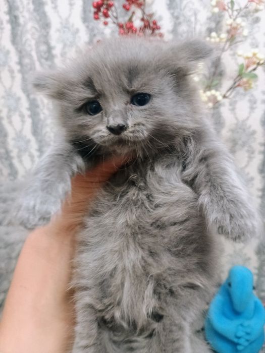 Отдам котенка в добрые руки