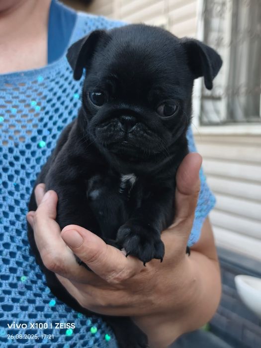 Очаровательные щенки мопса.