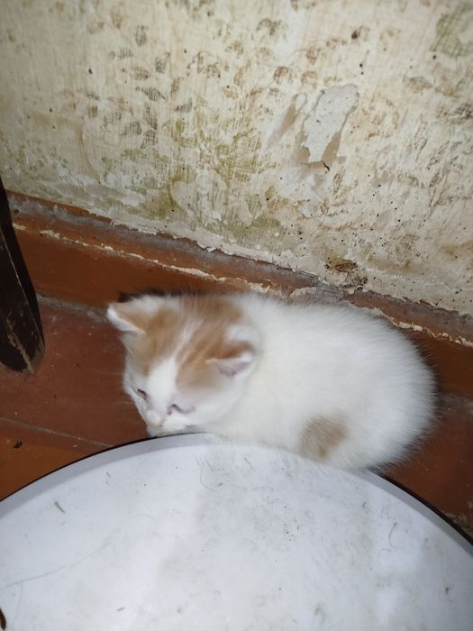 Котята, бесплатно