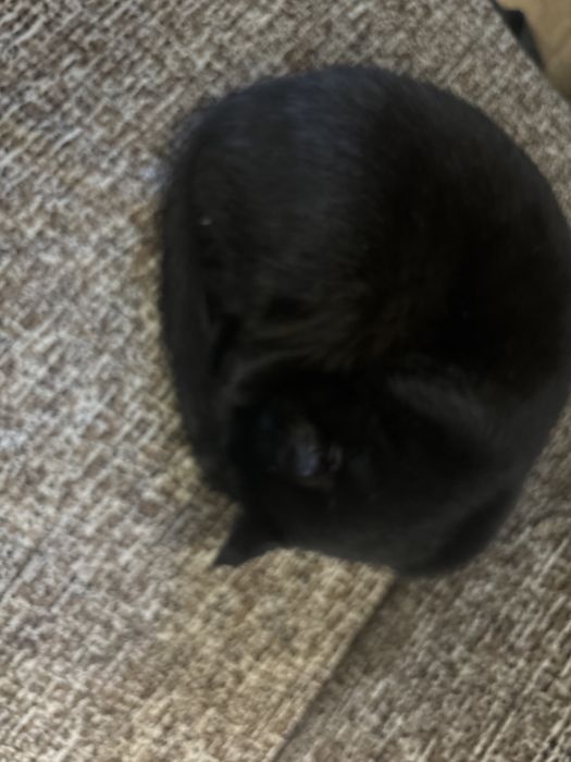 Кошка домашняя черная