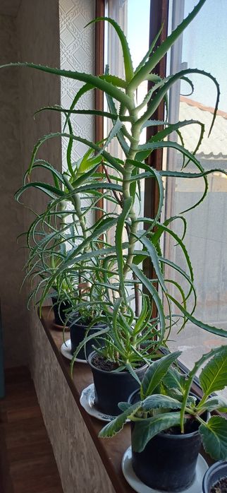 Алоэ домашние цветы