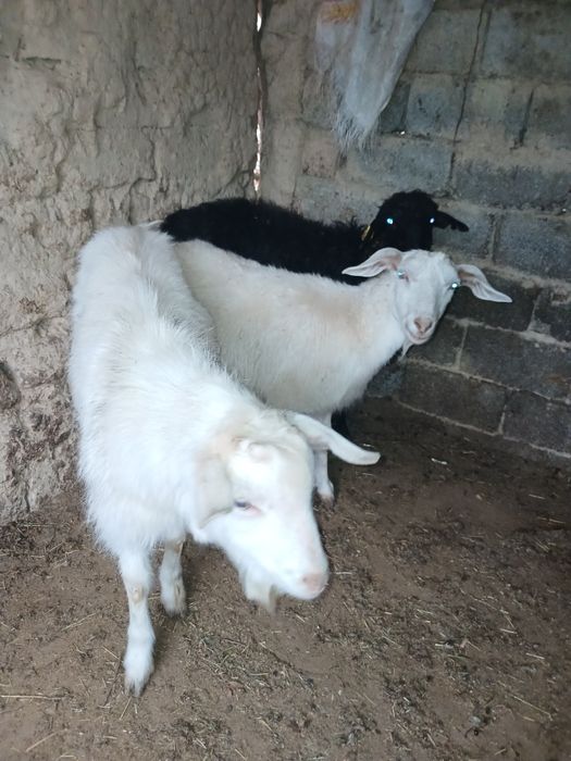 Теке ешкі сатылады , орыс ешкі