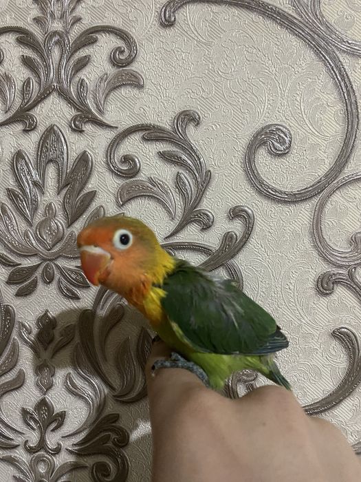 Nerazluchnik ruchnoy fisher sotiladi