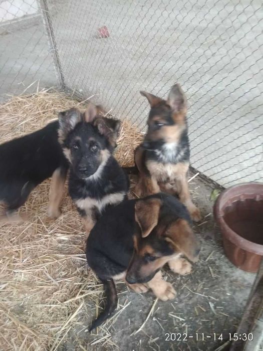 Щенки восточноевропейской овчарки