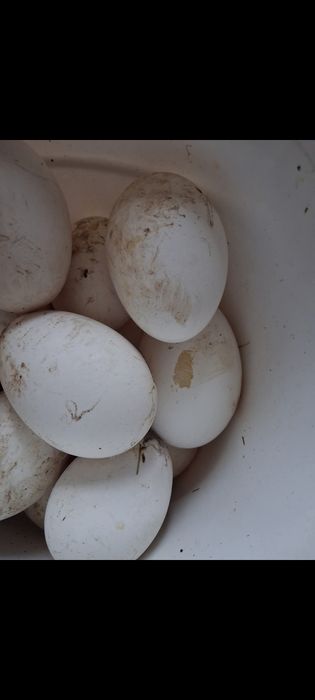 Vând ouă gâscă leșească
