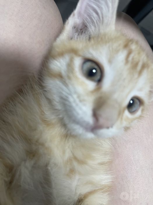 Мальчик котенок в добрые руки