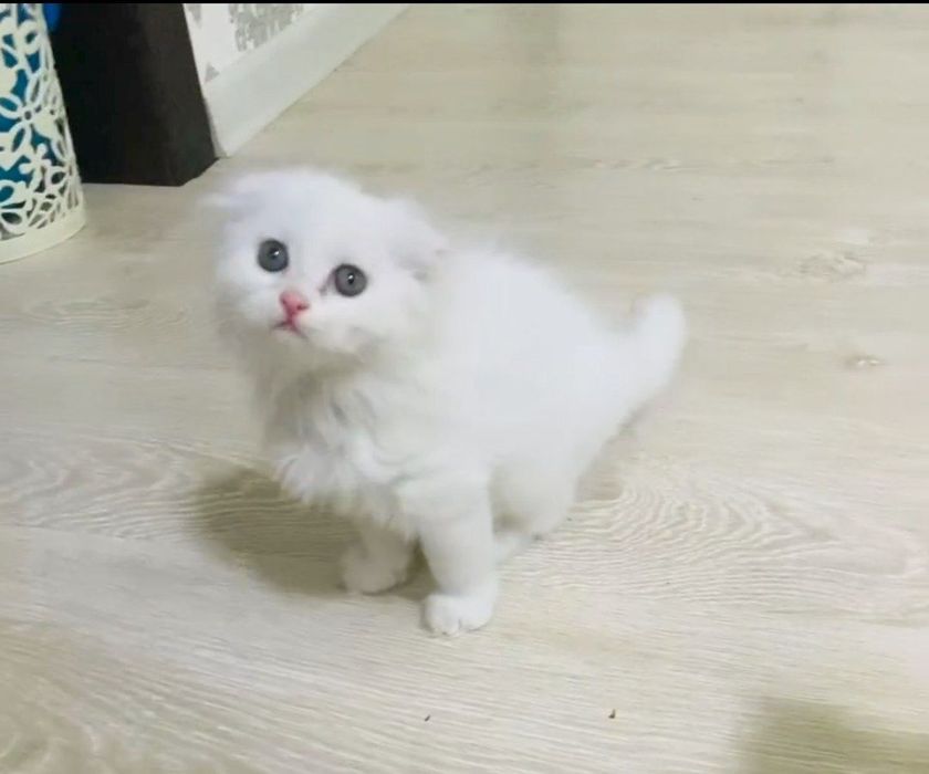 Продается котёнок Скоттиш-фолд