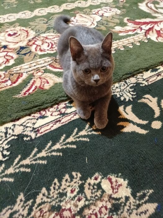 Blue russian cat