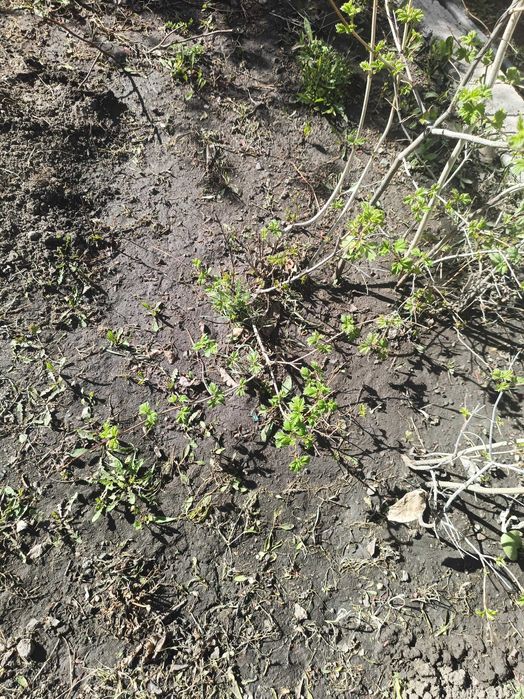 Продам цветок бульдонеж