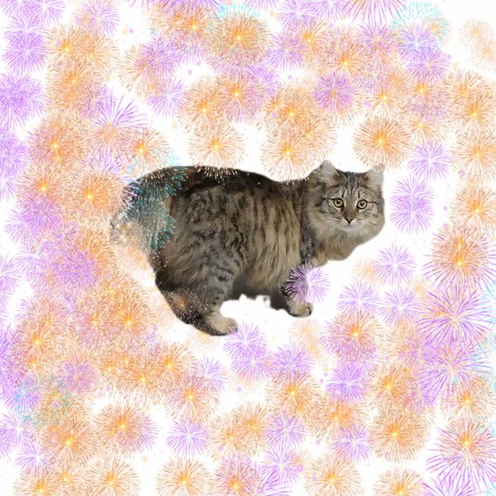 Пристраивается кошечка