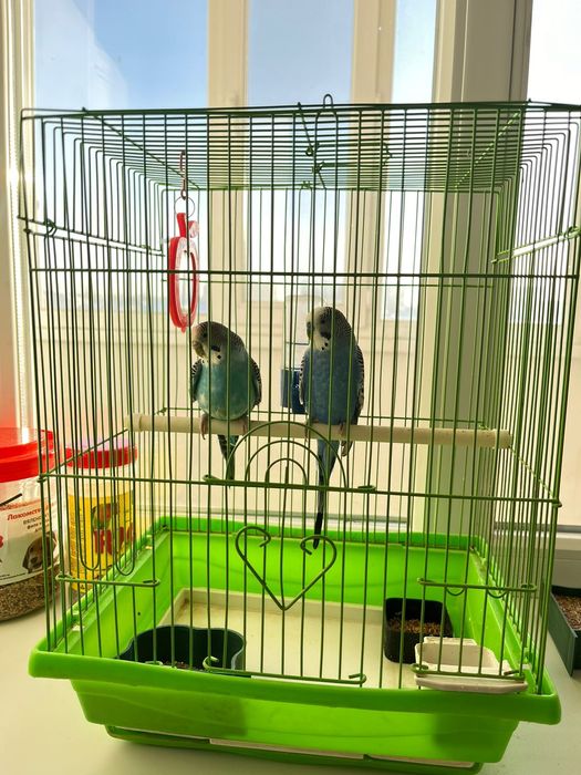 Волнистый попугайчики