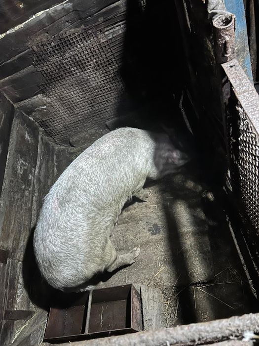 Продам хорошую свиноматку