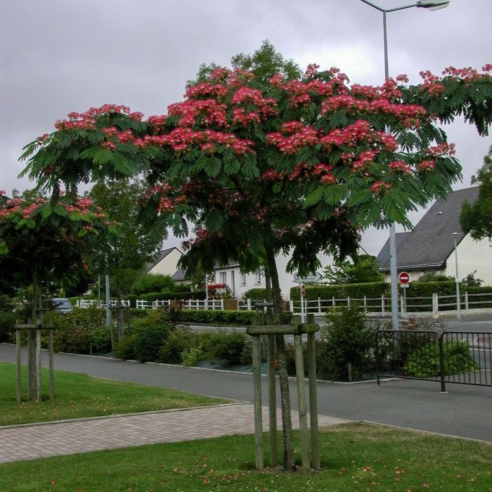 Фиданки от Албиция