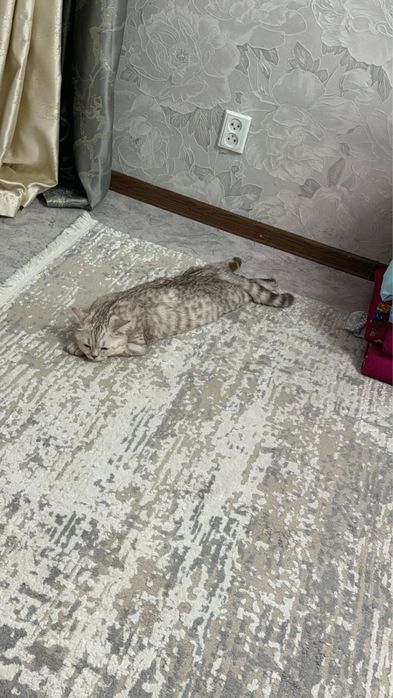 Сатылады 25000, саудасы бар