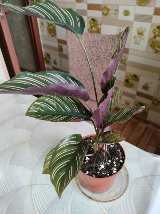 Калатея Сандера Орната