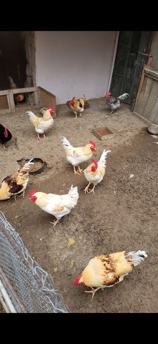 Домашние петухи куры