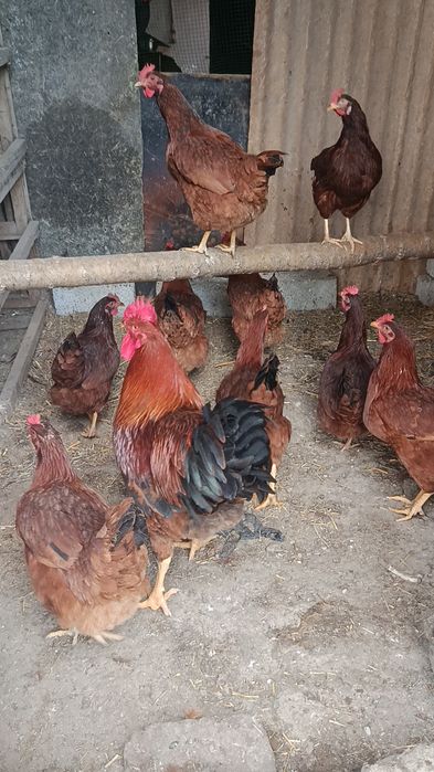 Корея Хан ҳеяп  жўжалари