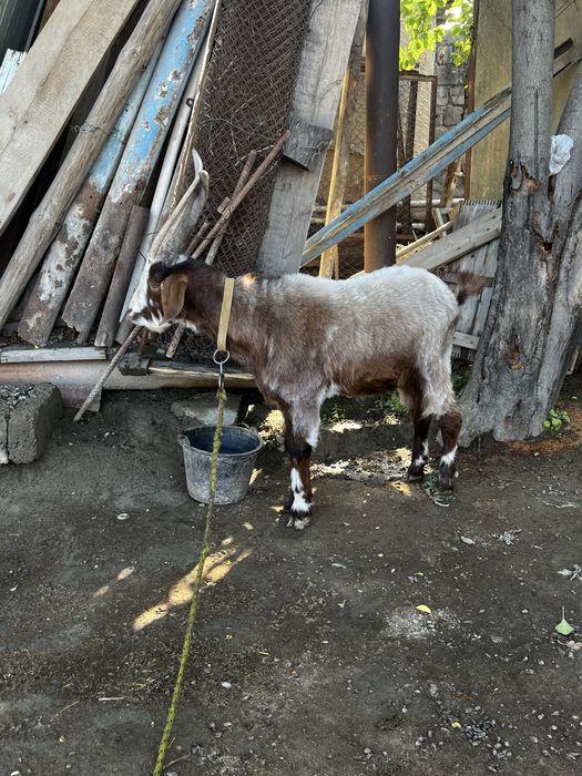 Така эчки 1 ёшга