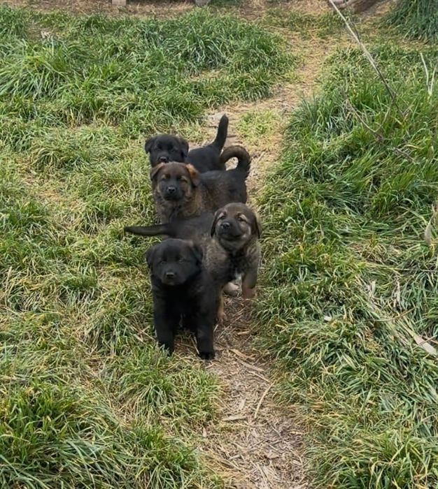 Подаряваме сладки кученца