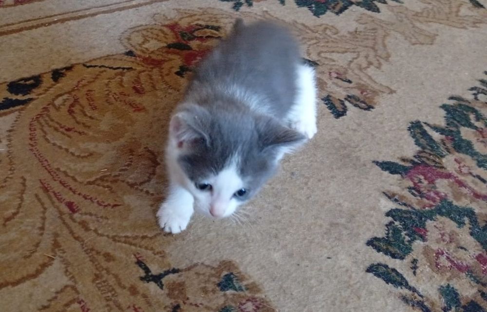 Отдам котят в добрые руки.