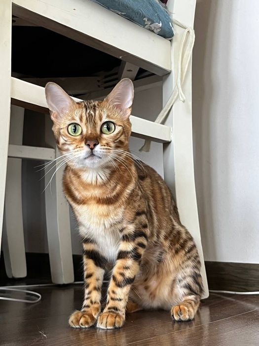 Бенгальская кошка