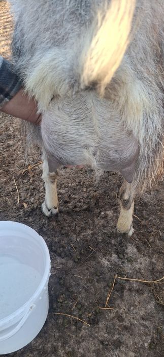 Disponibil capre
