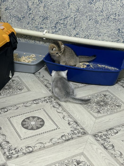 Продам котят шотланских