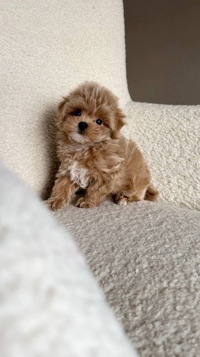 Maltipoo mini F1 (до 3.5кг)