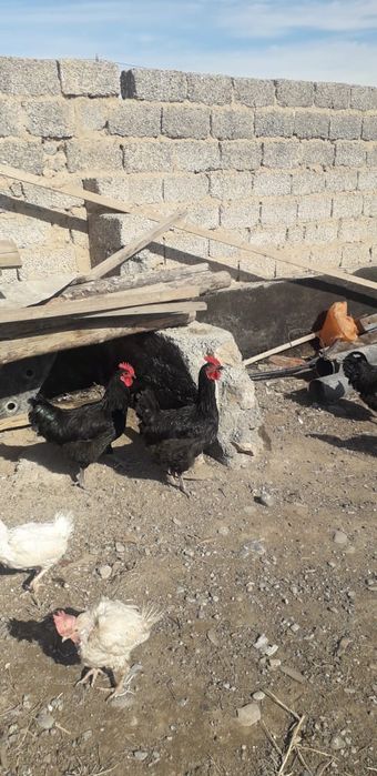 Дерский гигантлар бар