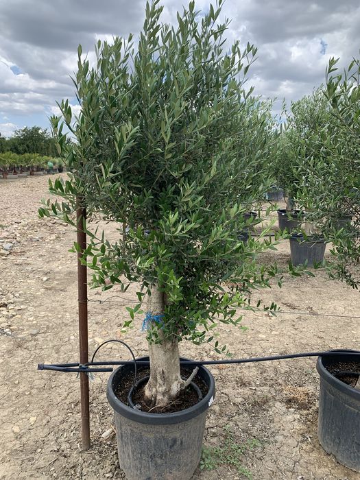 Maslin Olea Europaea pe rod