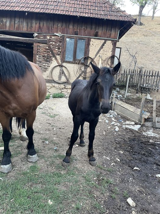 Vand un manz de doi 5 luni este merge si  in doi si in doi