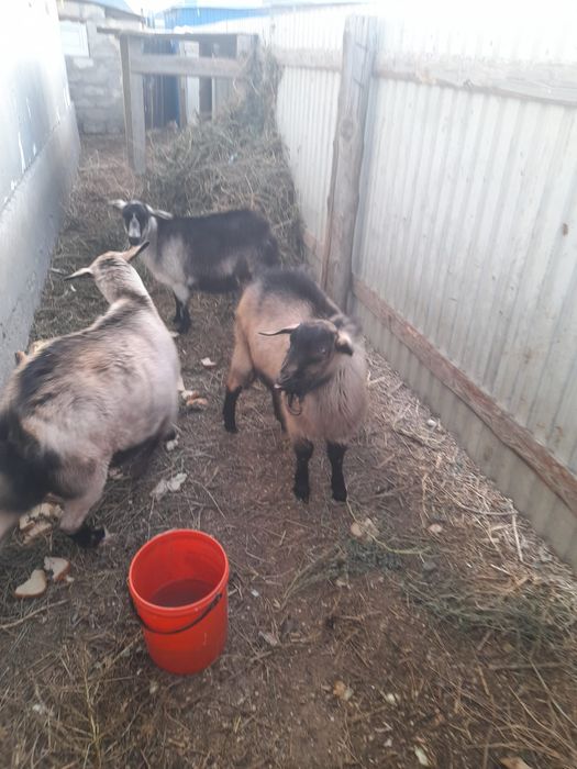 Сатылады Саудасыбар