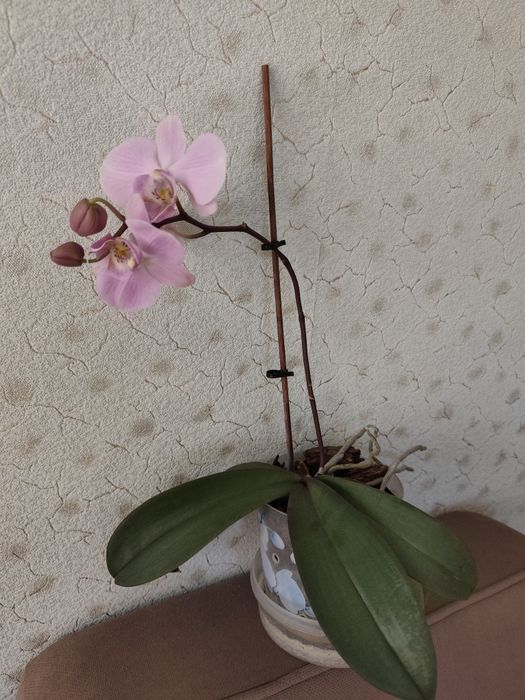 Орхидея фанелопсис цветущая