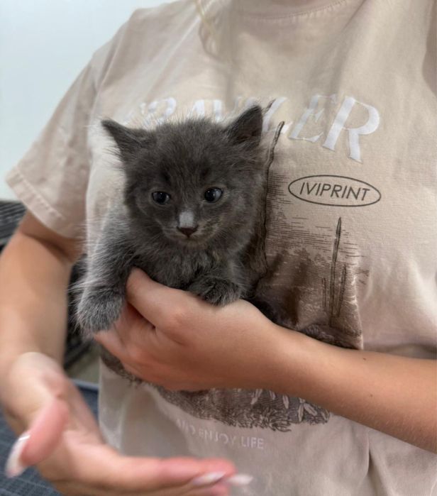 Котенок котята ищут дом