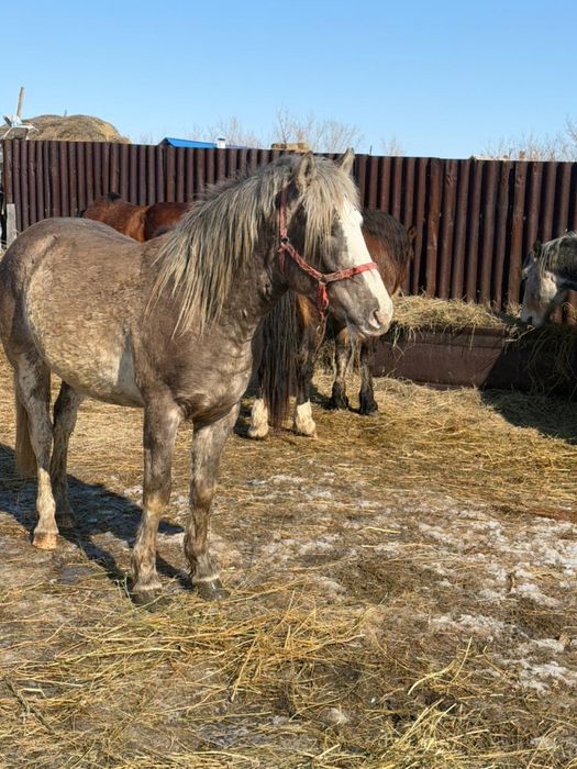 Продажа жеребца полутяжа
