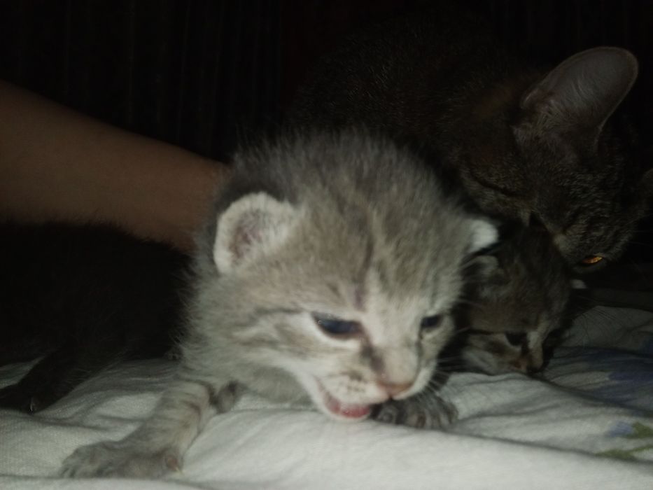 Отдам котят малышей 2 девочки.