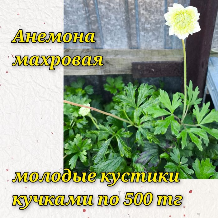 Саженцы садовых, луковицы, делёнки