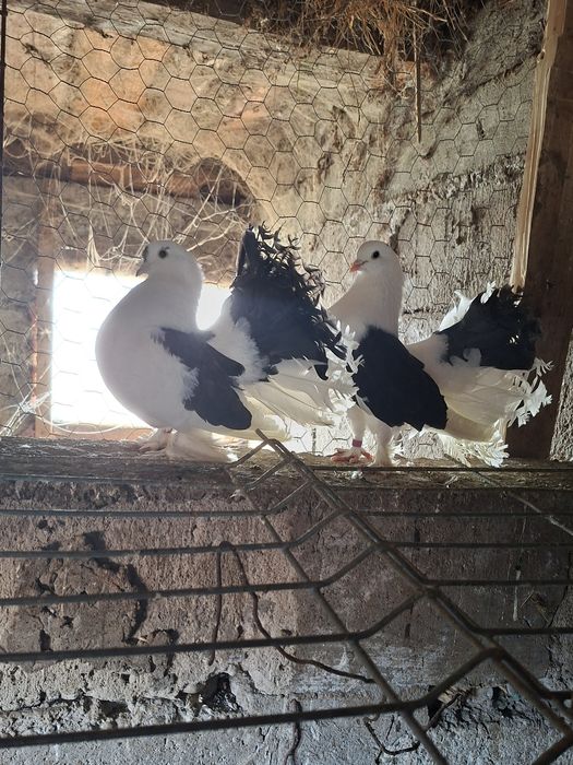 Vând porumbei curcani sau la schimb pe iepuri