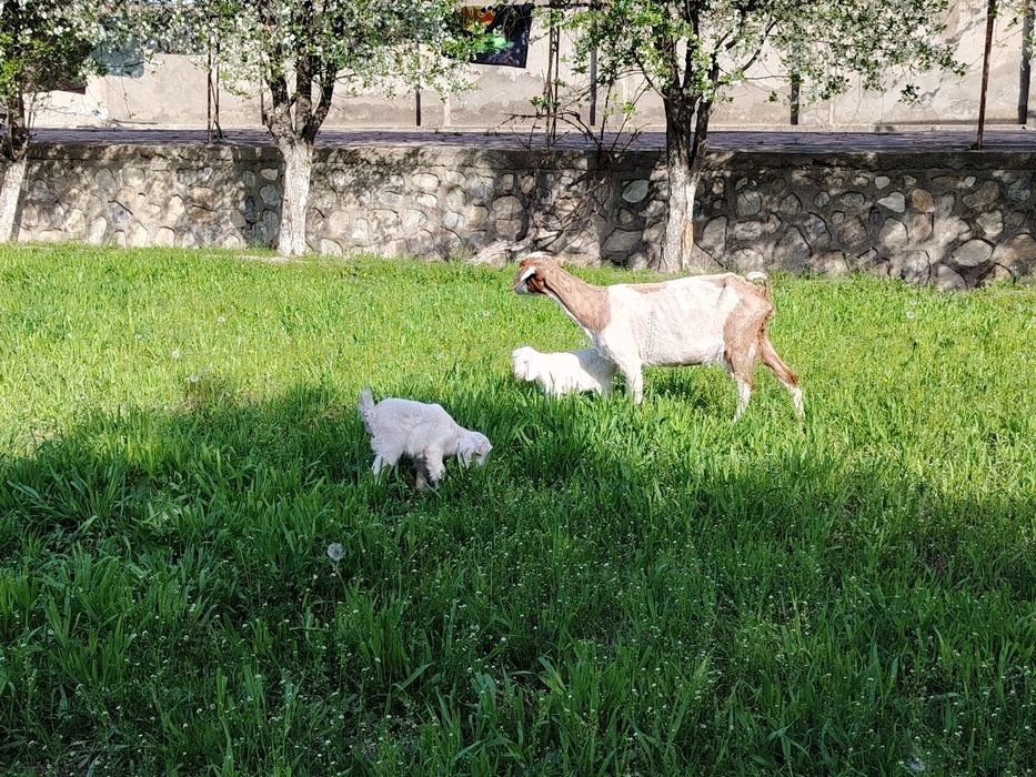 Зотдор кал эчки сотилади