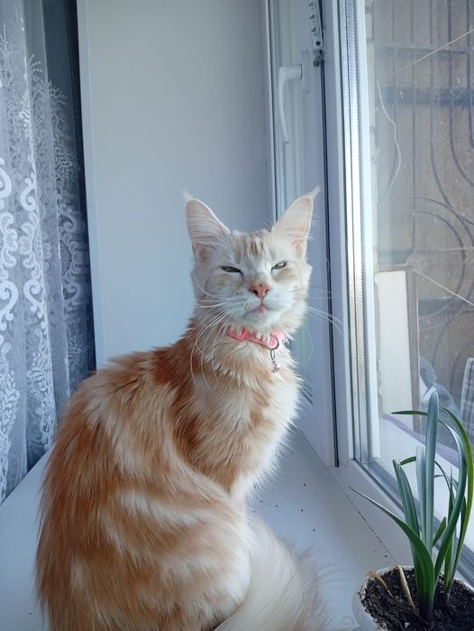 Мейн Кун, полидакт.