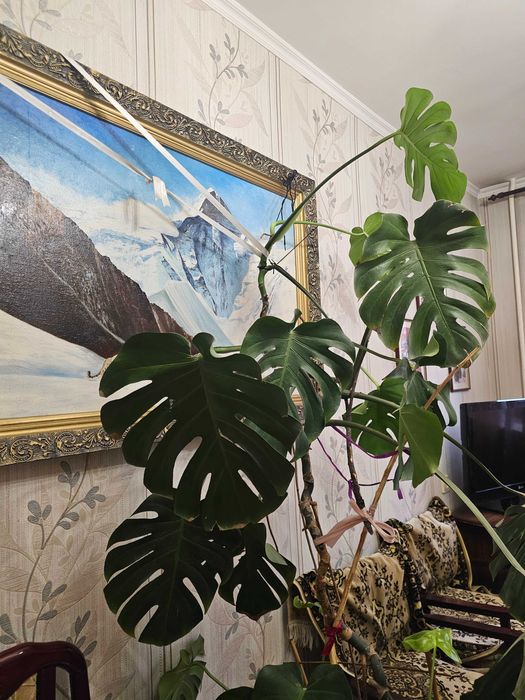 Продается Монстера