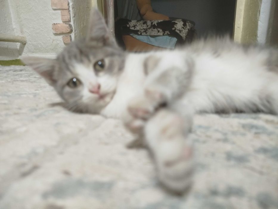 Котёнок девачка милашка